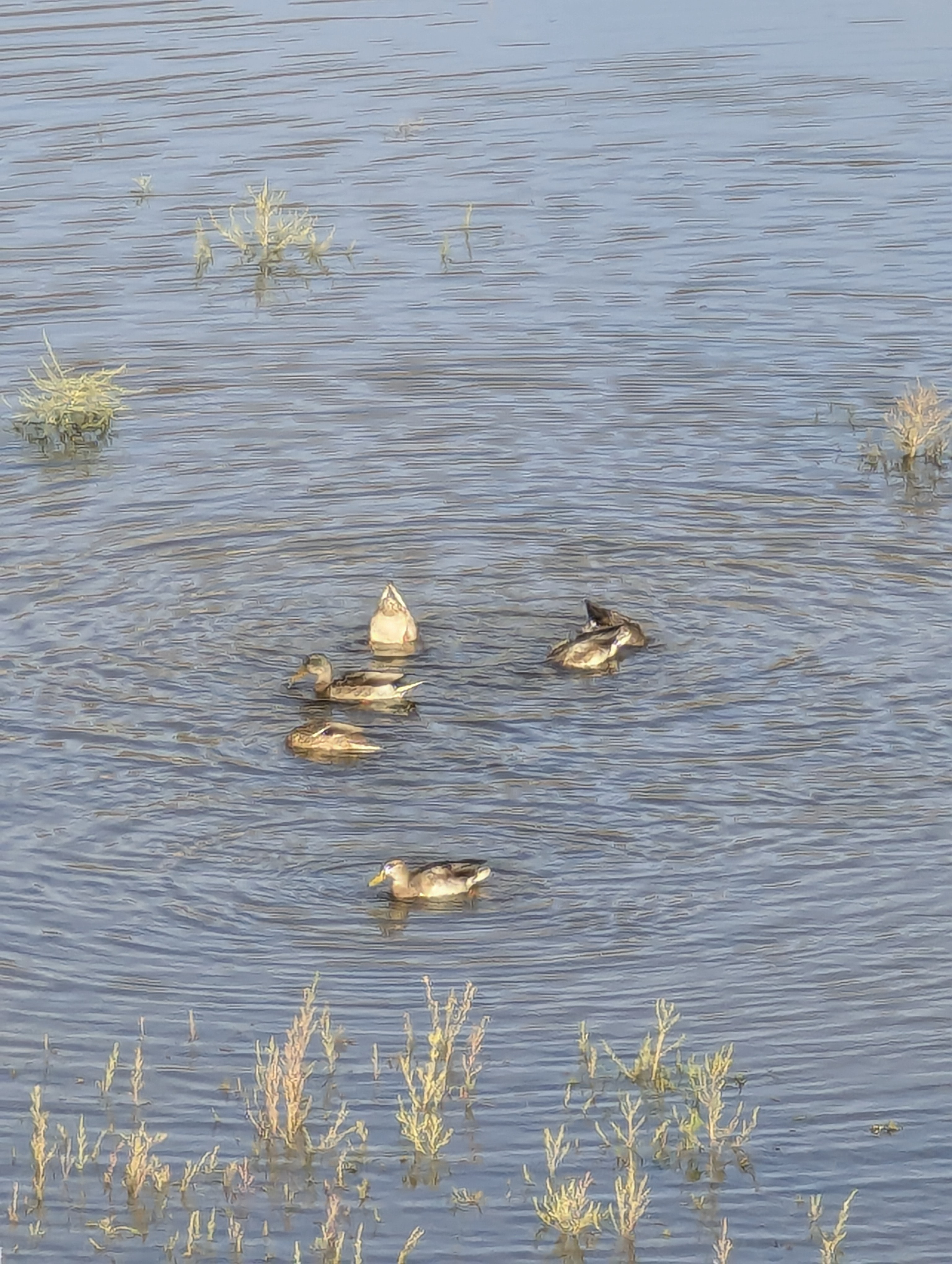 Duck Pond, Morrison, Colorado
